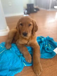 Golden Retriever Puppy - Photo 3