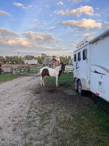 Flashy 4 year old paint mare