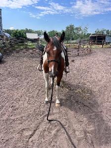 Flashy 4 year old paint mare - Photo 2