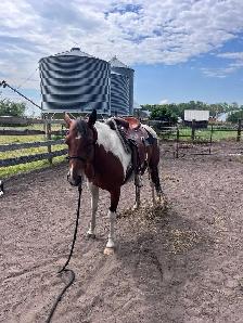 Flashy 4 year old paint mare - Photo 3