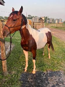 Flashy 4 year old paint mare - Photo 4