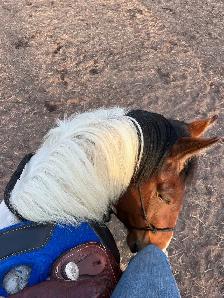 Flashy 4 year old paint mare - Photo 5