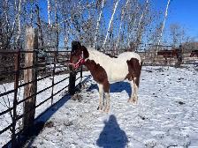 Flashy 4 year old paint mare - Photo 6