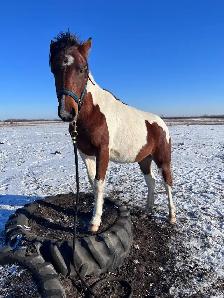 Flashy 4 year old paint mare - Photo 7