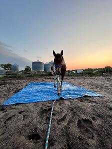 Flashy 4 year old paint mare - Photo 8