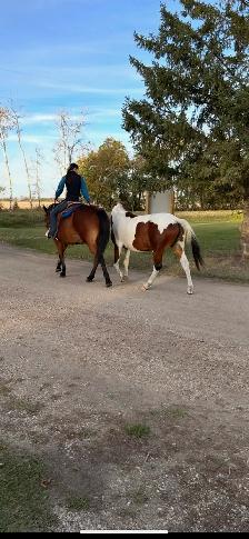 Flashy 4 year old paint mare - Photo 9