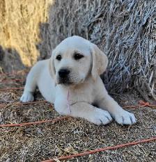 White / Light Yellow Lab Puppies - READY to GO! - Photo 5