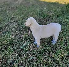 White / Light Yellow Lab Puppies - READY to GO! - Photo 8