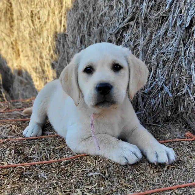 White / Light Yellow Lab Puppies - READY to GO!