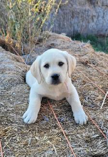 White / Light Yellow Lab Puppies - READY to GO! - Photo 3