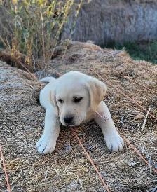 White / Light Yellow Lab Puppies - READY to GO! - Photo 5