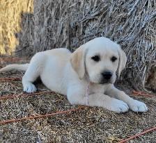 White / Light Yellow Lab Puppies - READY to GO! - Photo 6