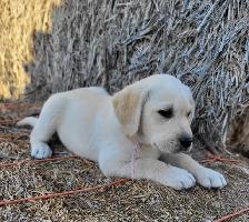 White / Light Yellow Lab Puppies - READY to GO! - Photo 8