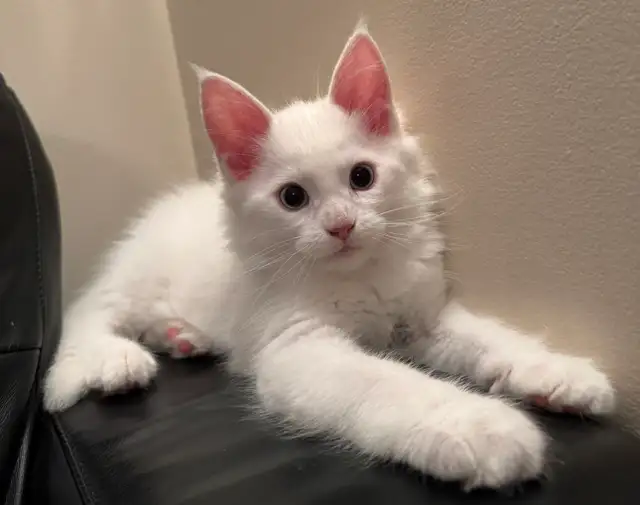 Purebred Male Maine Coon kitten for sale