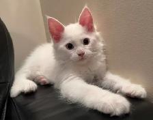 Purebred Male Maine Coon kitten for sale