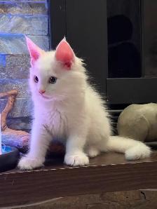 Purebred Male Maine Coon kitten for sale - Photo 2