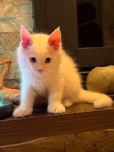 Purebred Male Maine Coon kitten for sale - Photo 3