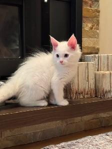 Purebred Male Maine Coon kitten for sale - Photo 4