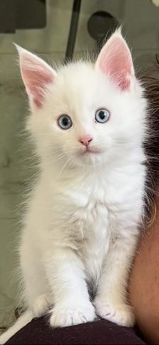 Purebred Male Maine Coon kitten for sale - Photo 5