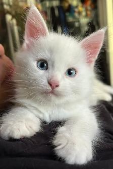 Purebred Male Maine Coon kitten for sale - Photo 6