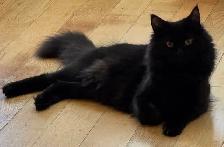 Purebred Male Maine Coon kitten for sale - Photo 7
