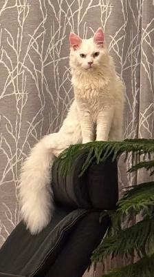 Purebred Male Maine Coon kitten for sale - Photo 8