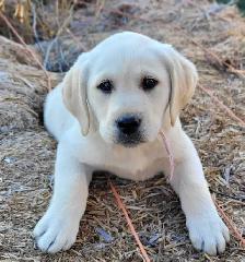 White / Light Yellow Lab Puppies - READY to GO!