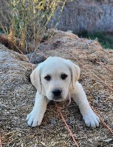 White / Light Yellow Lab Puppies - READY to GO! - Photo 6