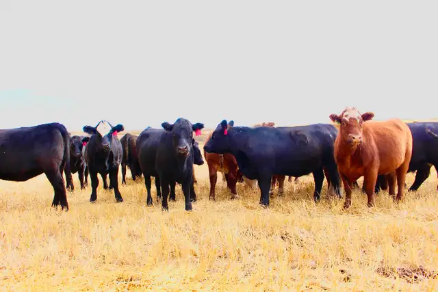 25 Replacement Quality Bred Heifers