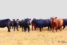 25 Replacement Quality Bred Heifers