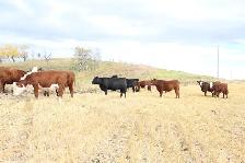 25 Replacement Quality Bred Heifers - Photo 2
