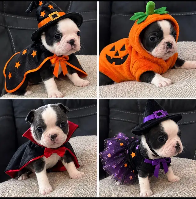 Boston Terrier Puppies DOB Sept 17, 2026’ Chilliwack, BC