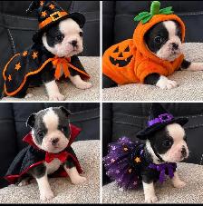 Boston Terrier Puppies DOB Sept 17, 2026’ Chilliwack, BC