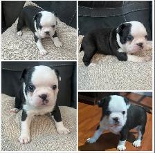 Boston Terrier Puppies DOB Sept 17, 2026’ Chilliwack, BC - Photo 2
