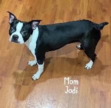 Boston Terrier Puppies DOB Sept 17, 2026’ Chilliwack, BC - Photo 3