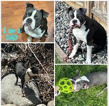 Boston Terrier Puppies DOB Sept 17, 2026’ Chilliwack, BC - Photo 4