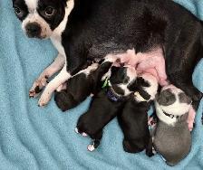Boston Terrier Puppies DOB Sept 17, 2026’ Chilliwack, BC - Photo 5
