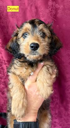 Jack-a-Doodle