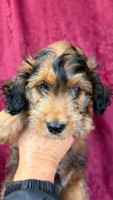 Jack-a-Doodle - Photo 2