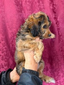 Jack-a-Doodle - Photo 3