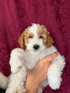 Jack-a-Doodle - Photo 4