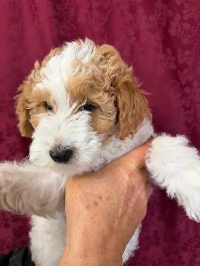 Jack-a-Doodle - Photo 5