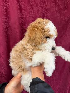 Jack-a-Doodle - Photo 6
