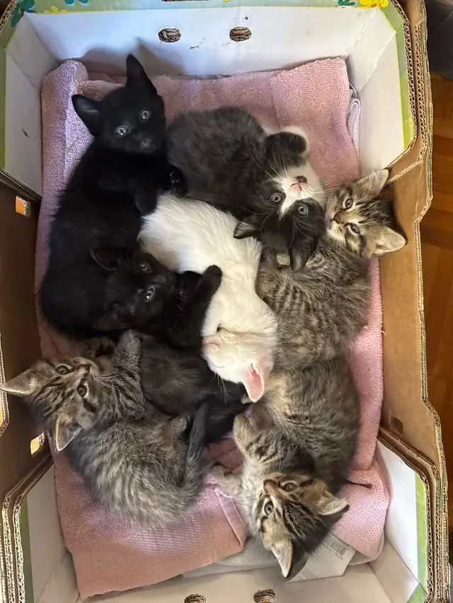 Chatons à donner