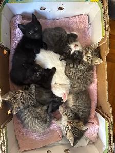 Chatons à donner
