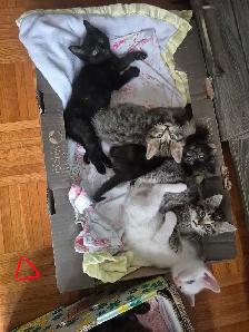 Chatons à donner - Photo 2