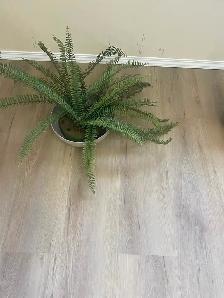 Artificial silk plants for sale like new - Photo 7