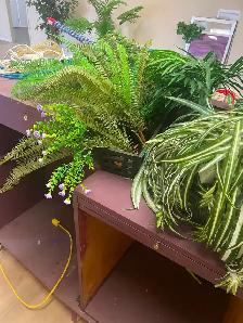 Artificial silk plants for sale like new - Photo 9