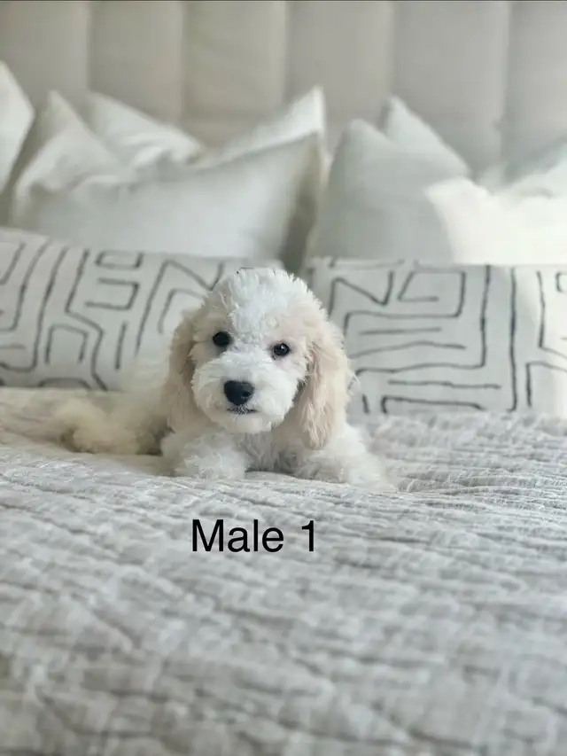 5 BEAUTIFUL POOCHONS
