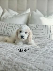 5 BEAUTIFUL POOCHONS